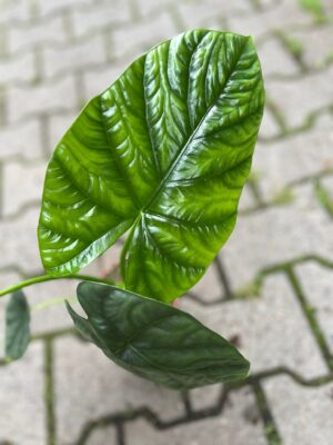 Alocasia Lukiwan
