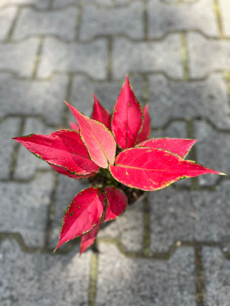 Aglaonema Cherry Baby