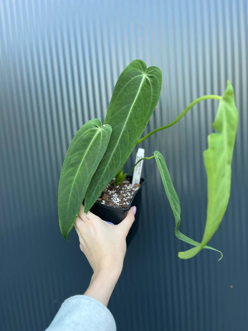 Anthurium Warocqueanum Esmeralda