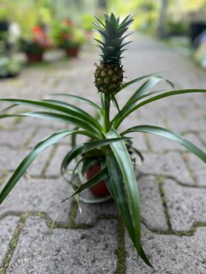 Ananas ‘Mi Amigo’