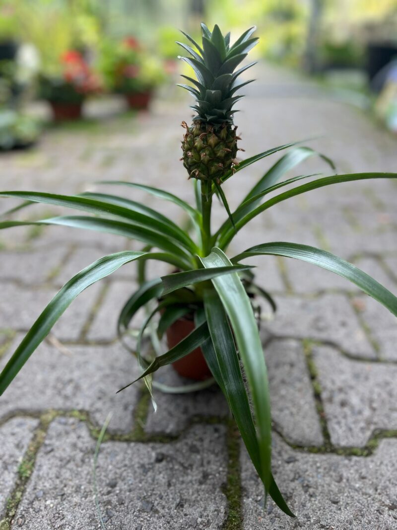 Ananas ‘Mi Amigo’