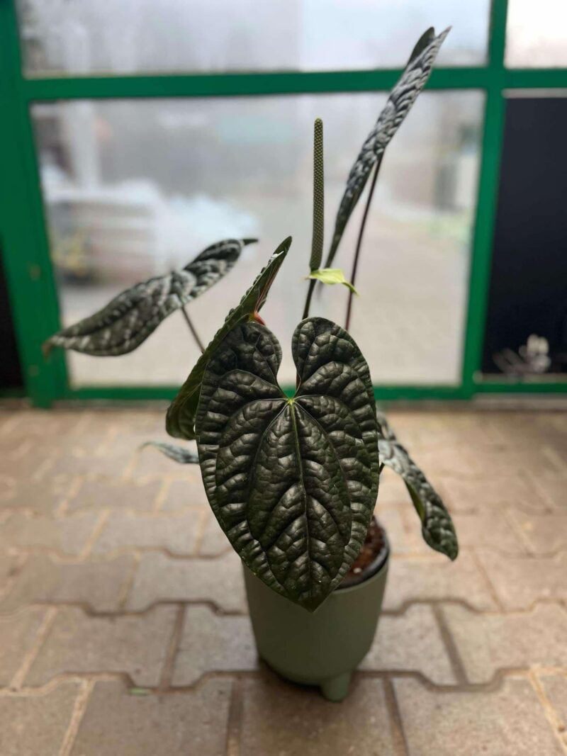 Anthurium Luxurians