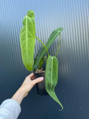 Anthurium Warocqueanum Esmeralda