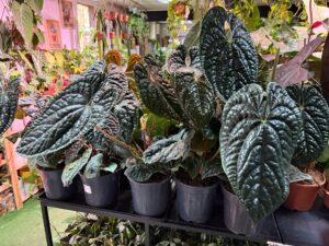 Anthurium Luxurians