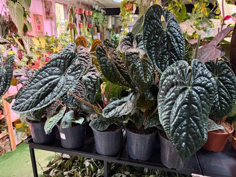 Anthurium Luxurians