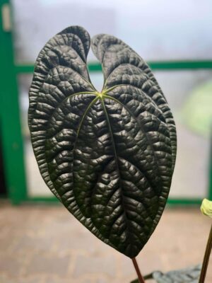 Anthurium Luxurians