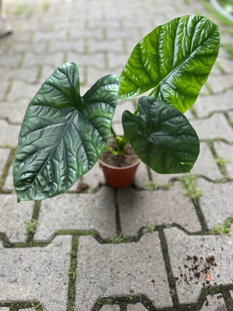 Alocasia Lukiwan