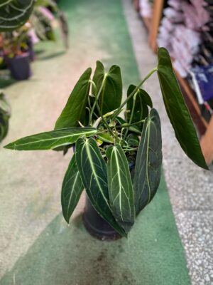 Anthurium Warocqueanum