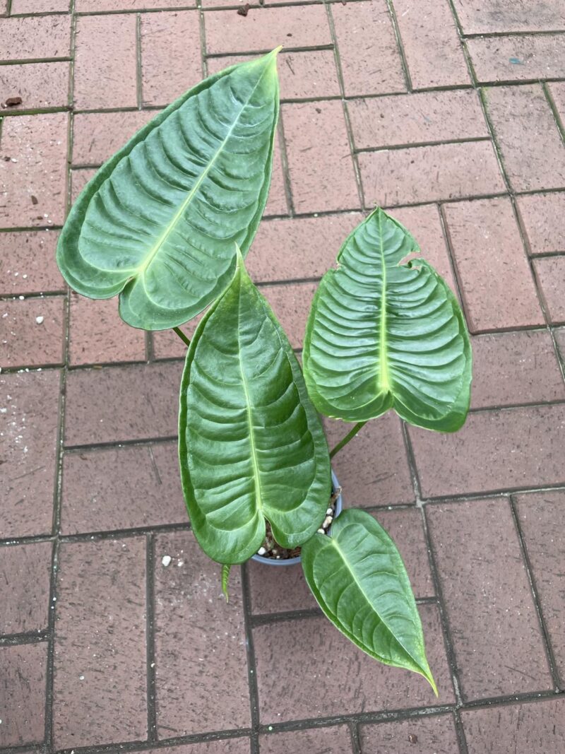 Anthurium Veitchii