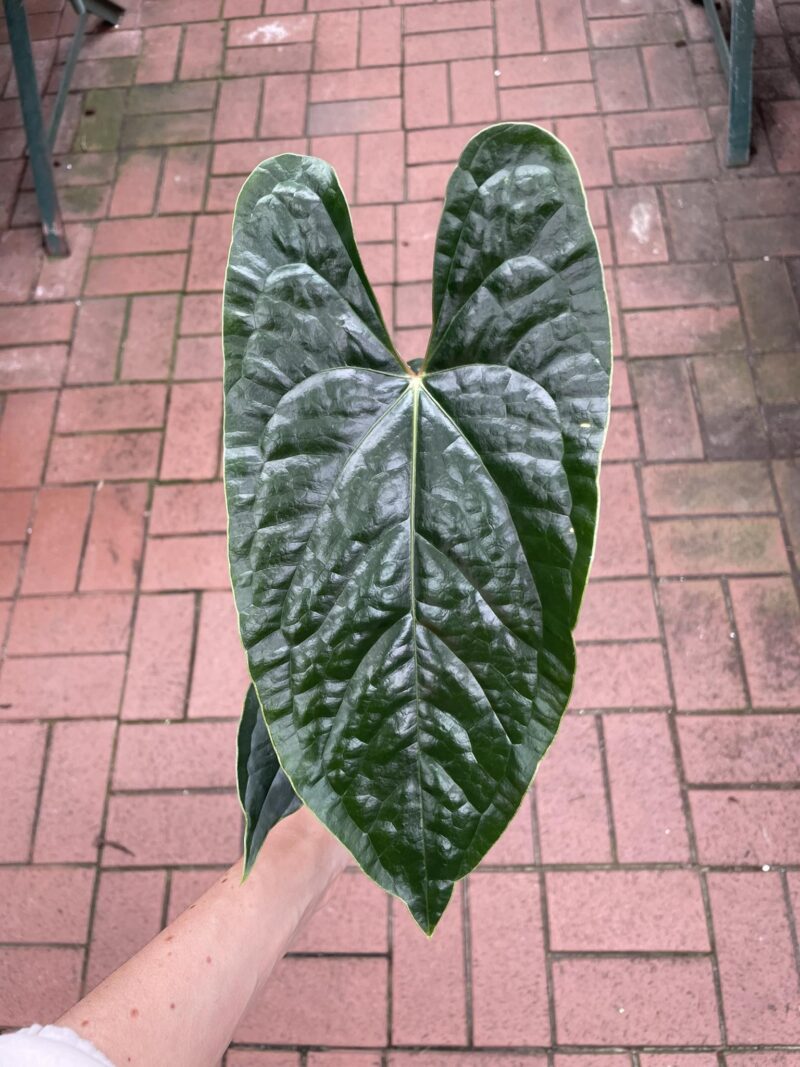 anthurium nigrolaminum gigi x luxurians PREORDER