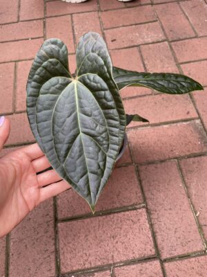 Anthurium besseae aff  x Luxurians