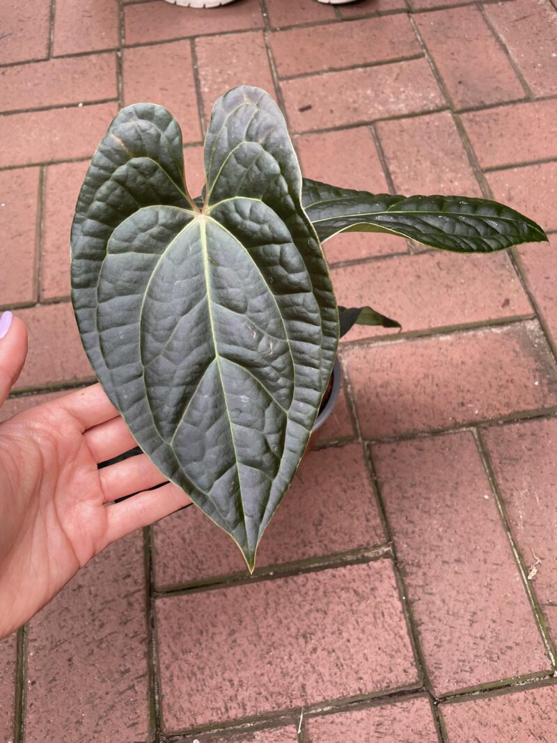 Anthurium besseae aff  x Luxurians
