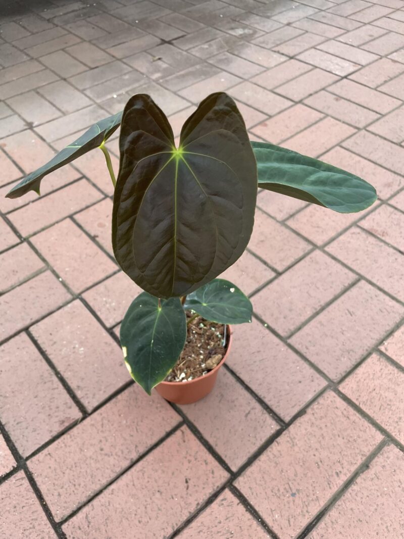 anthurium papillilaminum