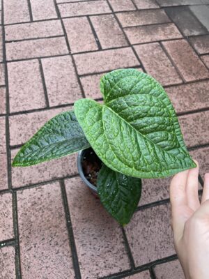 anthurium crystallinum x splendidum