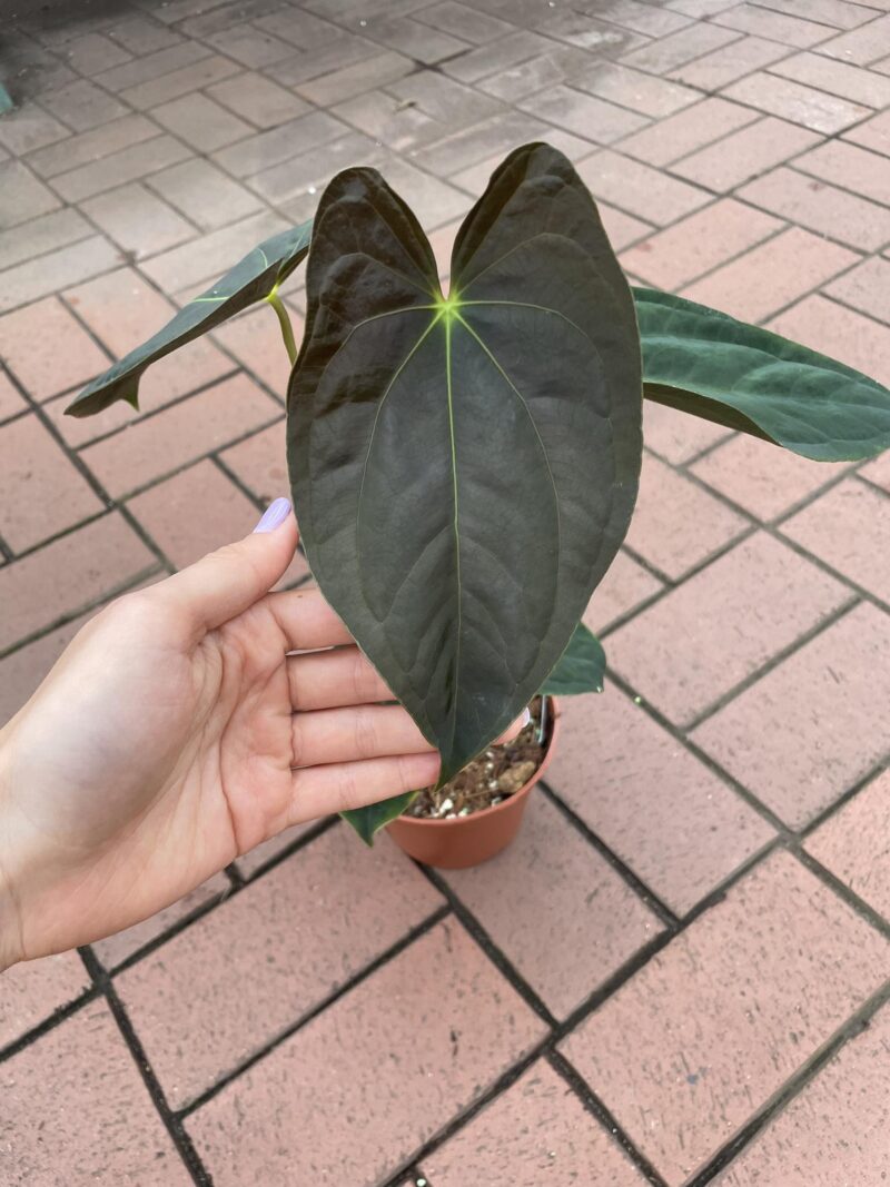 anthurium papillilaminum