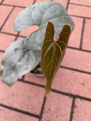 anthurium sp silver peru