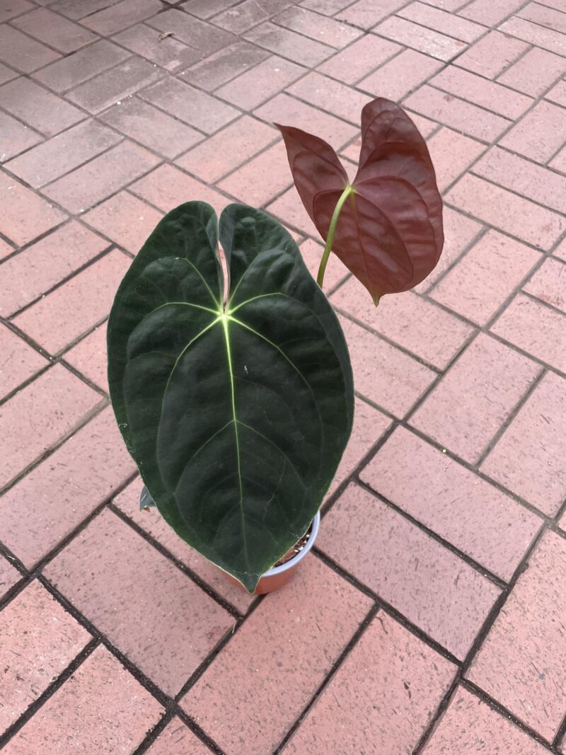 anthurium papillilaminum
