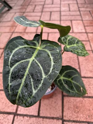 Anthurium Forgetii x Regale