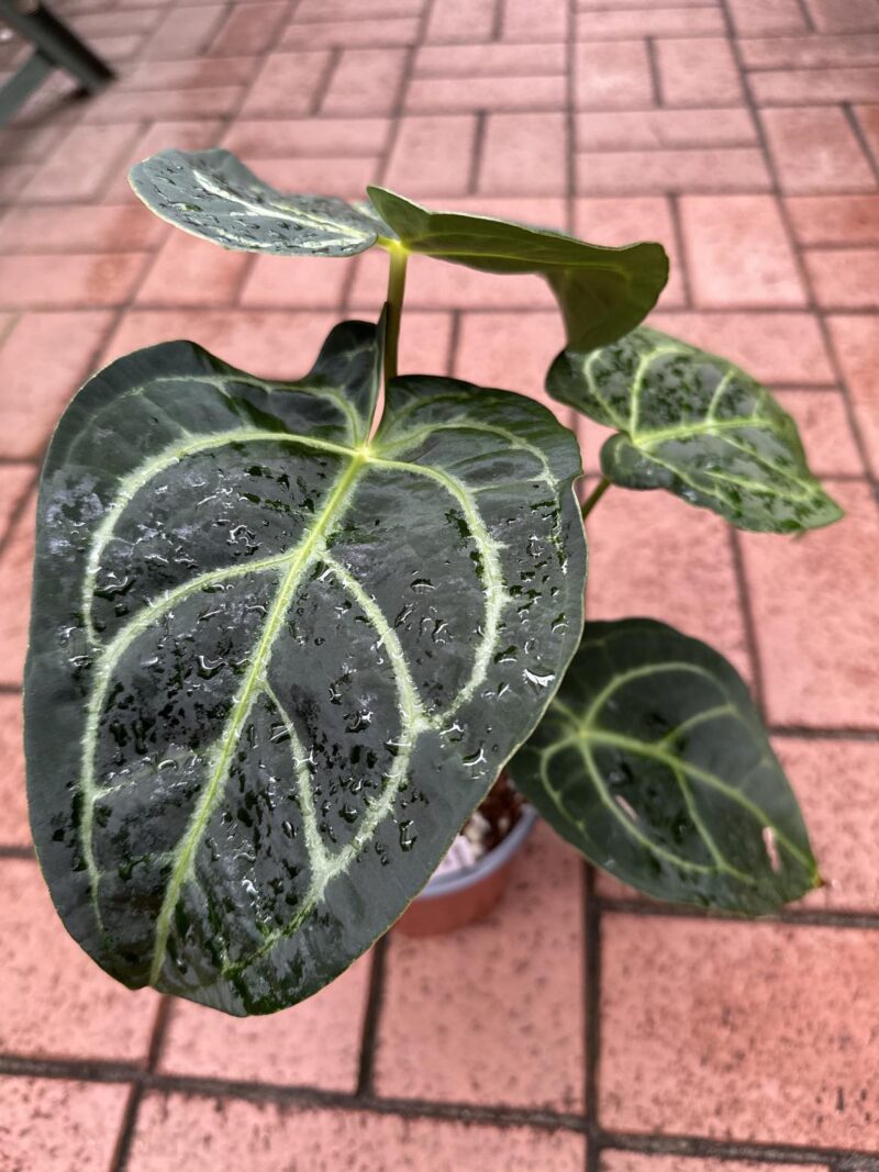 Anthurium Forgetii x Regale