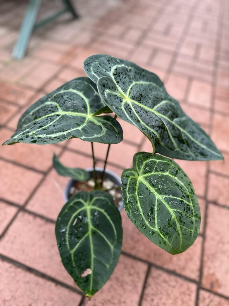 Anthurium Forgetii x Regale