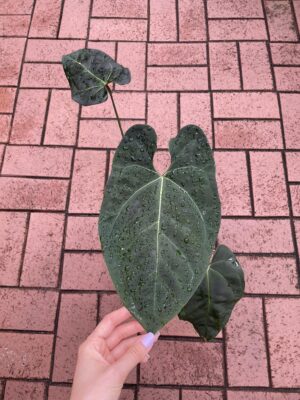 Anthurium Black Anaconda