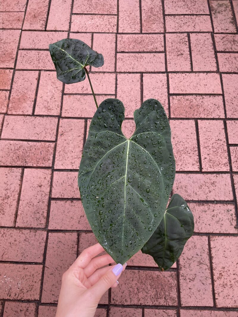 Anthurium Black Anaconda