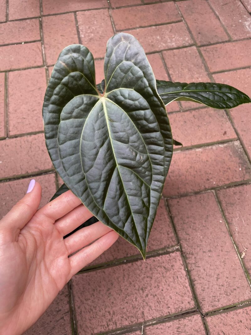 Anthurium besseae aff  x Luxurians