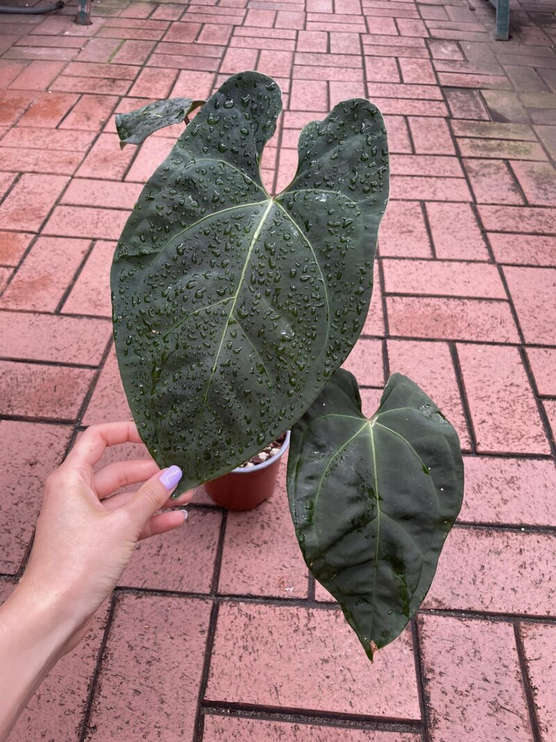Anthurium Black Anaconda