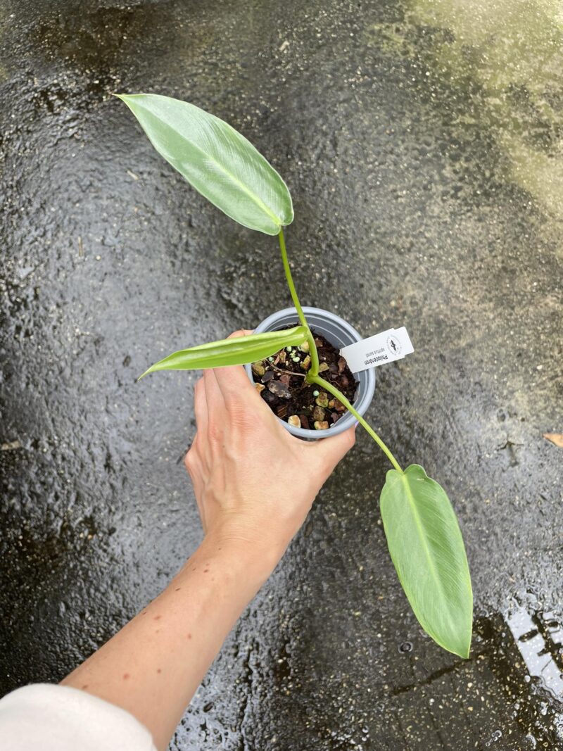 Philodendron Spiritus Sancti