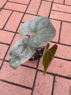 anthurium sp silver peru