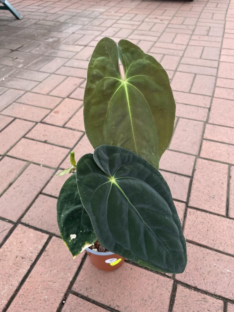 anthurium papillilaminum anthurium papillilaminum