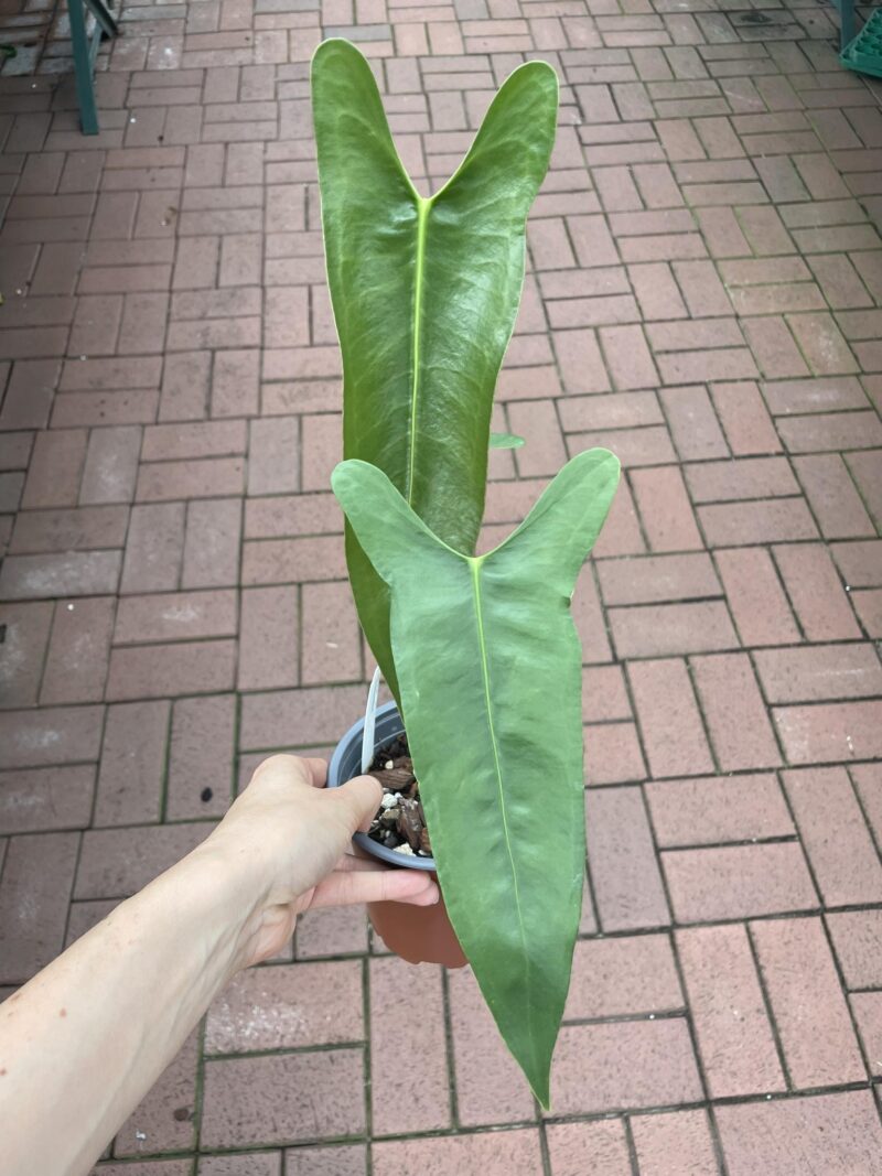 Anthurium Longissimilobum PREORDER