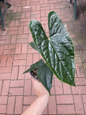 anthurium nigrolaminum gigi x luxurians PREORDER
