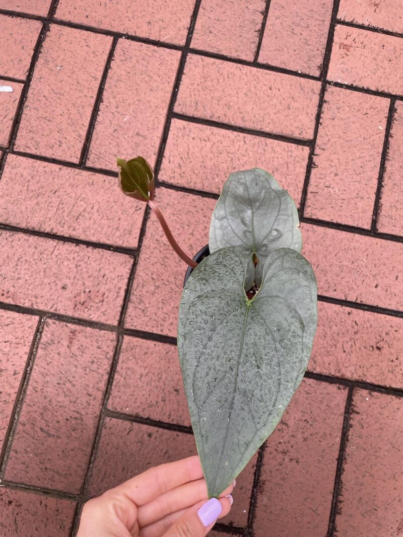 anthurium sp silver peru