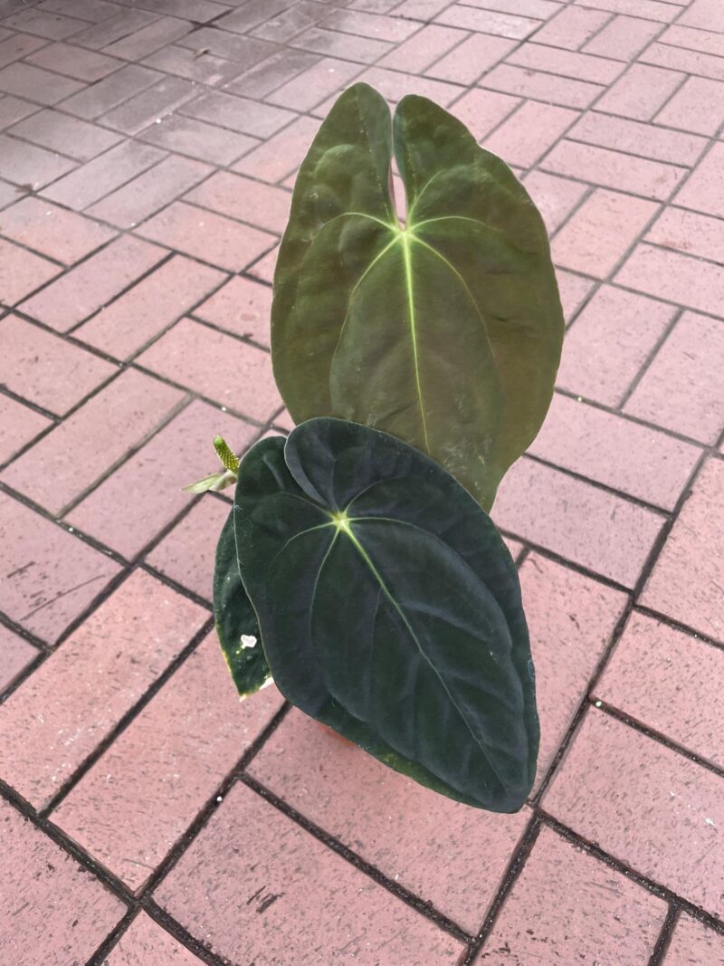 anthurium papillilaminum