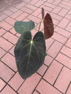 anthurium papillilaminum
