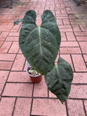 Anthurium Black Anaconda