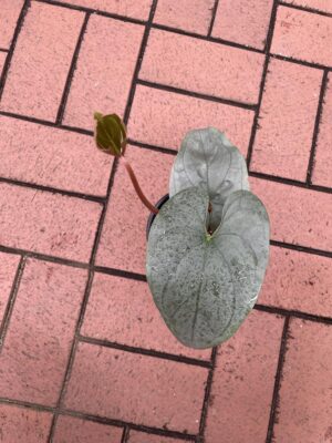 anthurium sp silver peru
