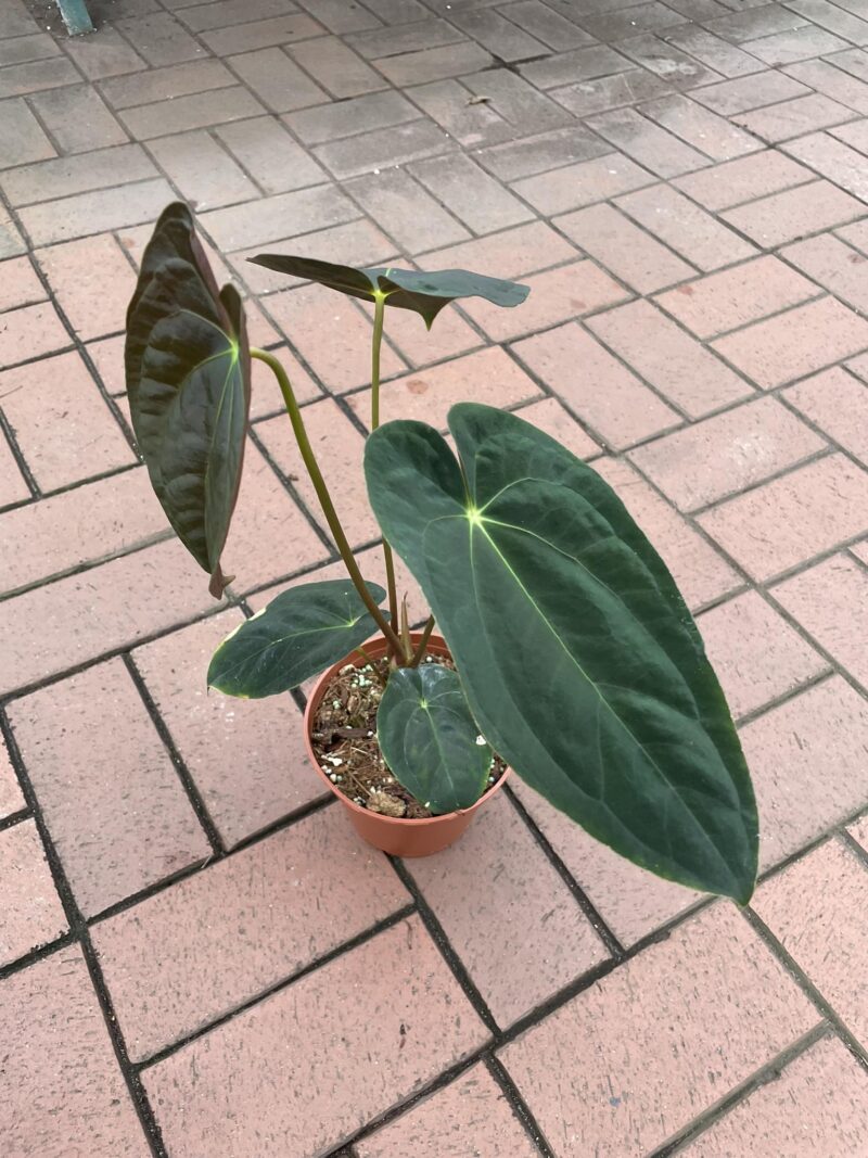 anthurium papillilaminum