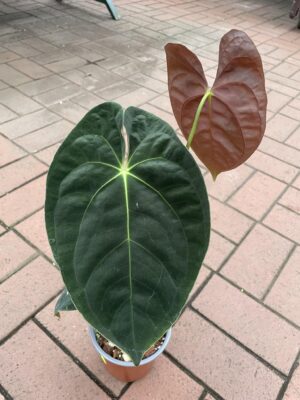 anthurium papillilaminum