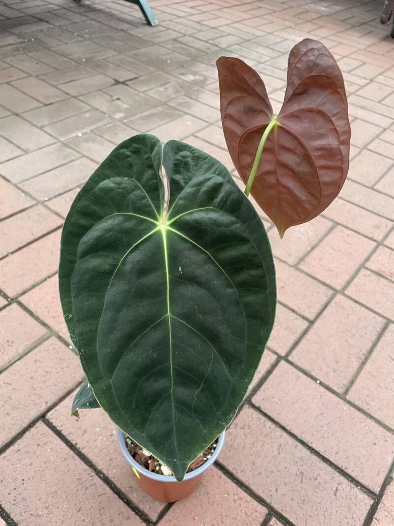 anthurium papillilaminum