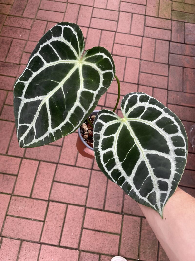 Anthurium Crystallinum Silver