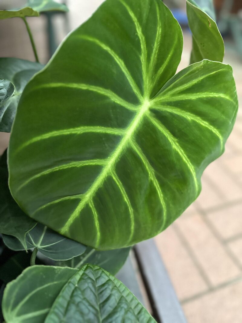 Philodendron Luxurians PREORDER