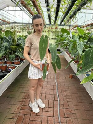 Anthurium Warocqueanum Esmeralda