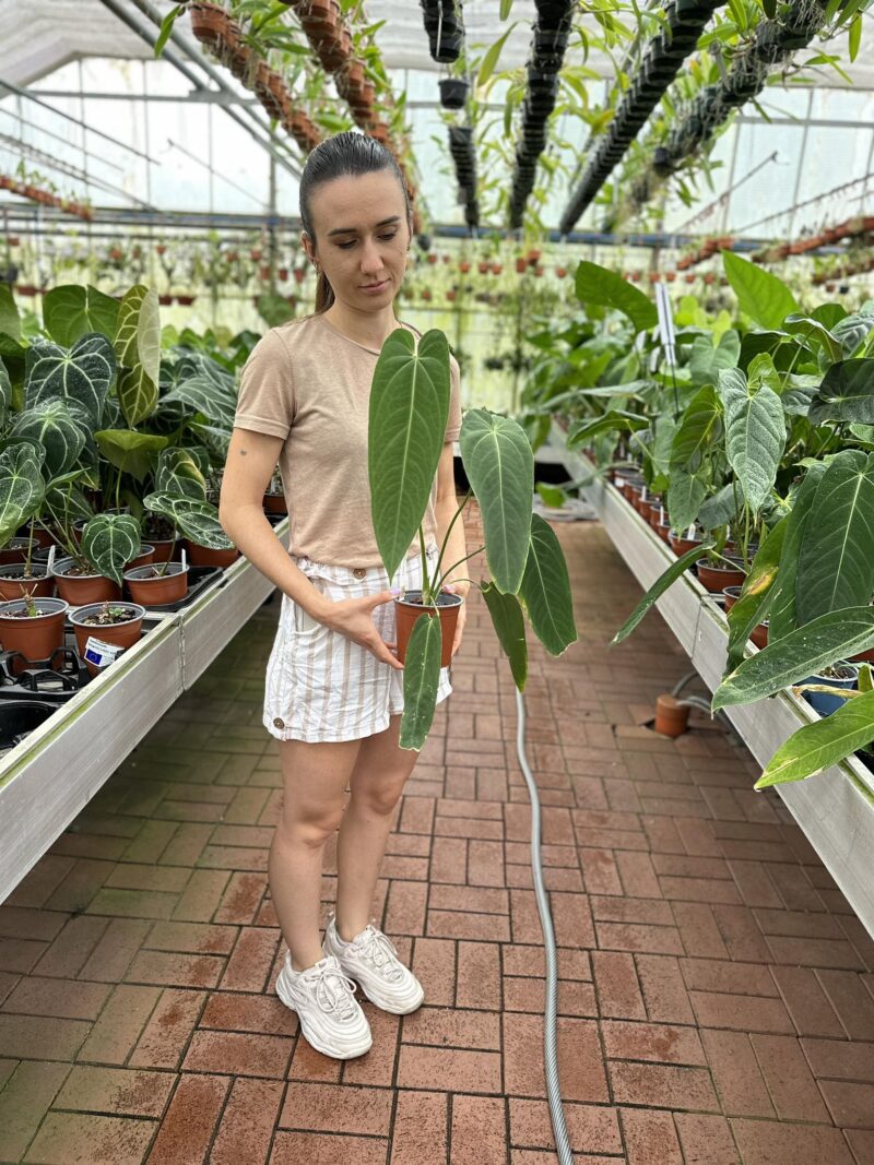 Anthurium Warocqueanum Esmeralda