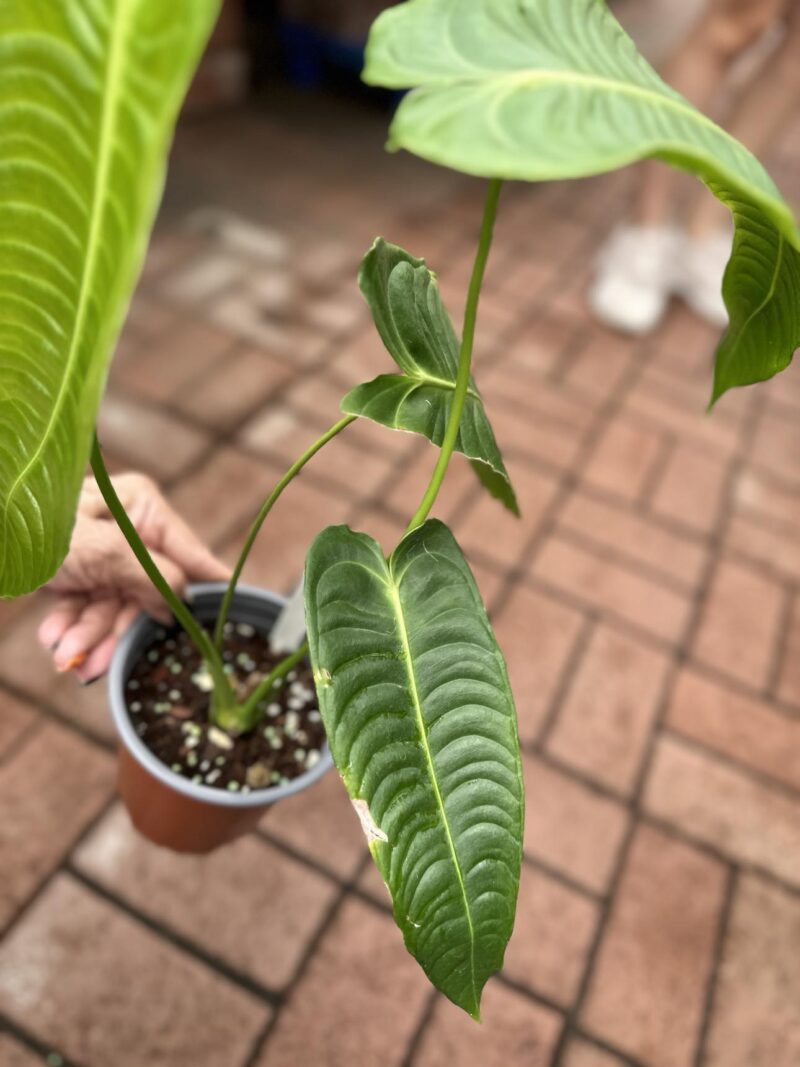 Anthurium Veitchii