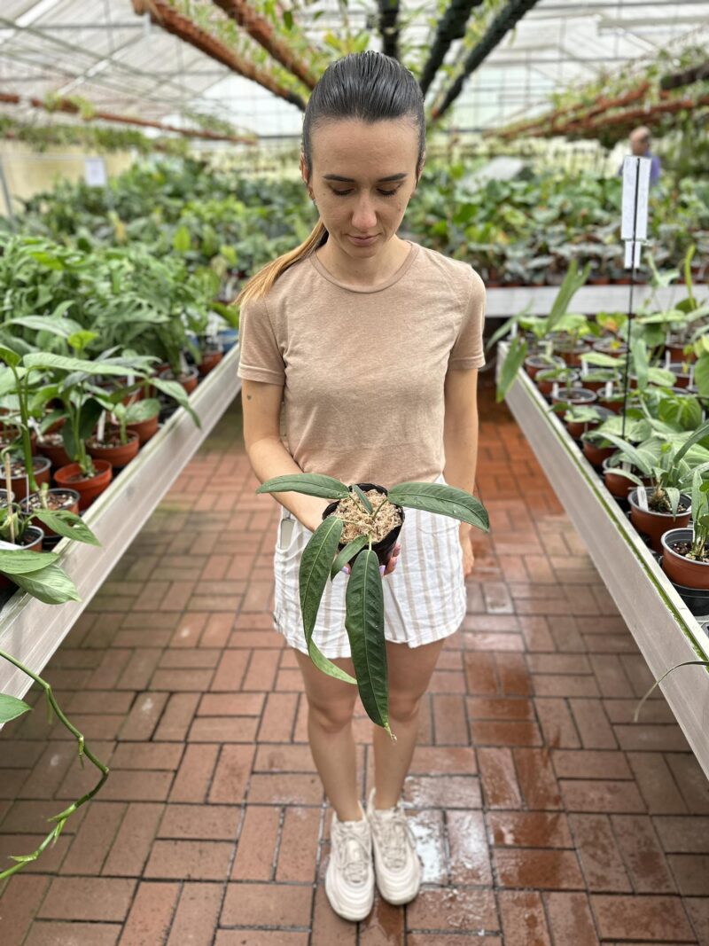 Anthurium Wendlingerii