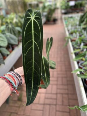 Anthurium Warocqueanum