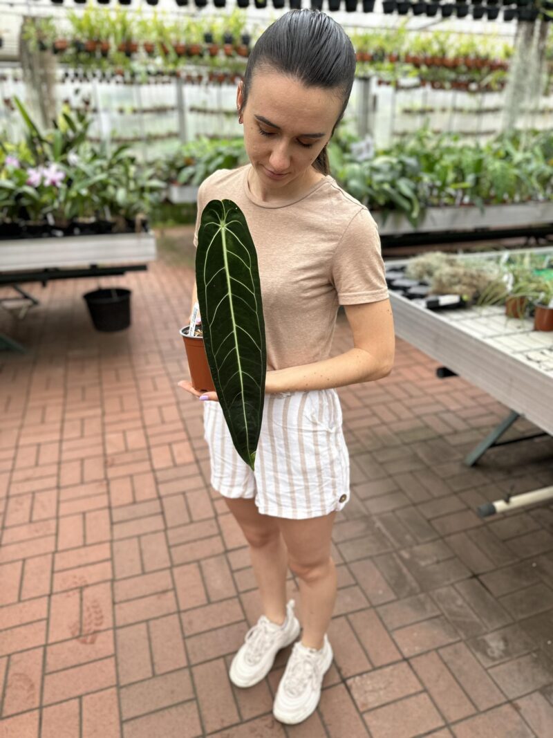 Anthurium Warocqueanum