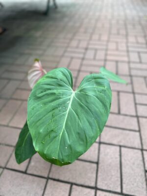 Philodendron Pink Glory